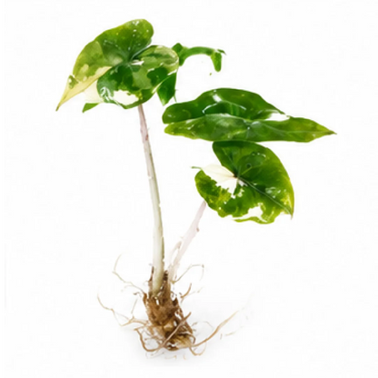 Alocasia Yucatan Pink Var – Tissue Culture
