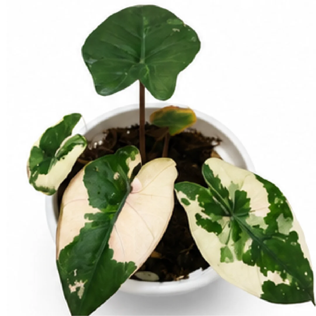 Alocasia Yucatan Pink Var – Tissue Culture