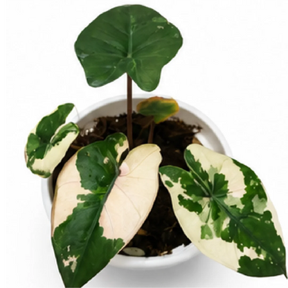 Alocasia Yucatan Pink Var – Tissue Culture
