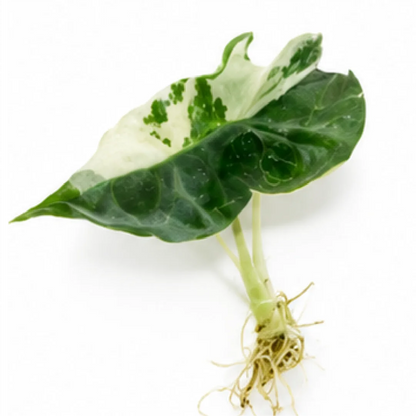Alocasia Polly Snowflake Pink Var – Tissue Culture