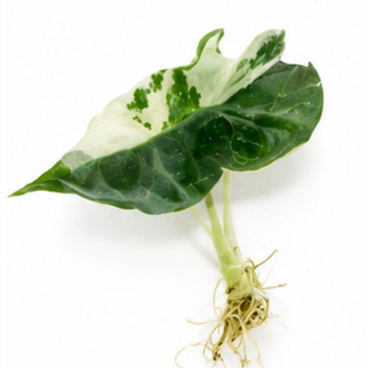 Alocasia Polly Snowflake Pink Var – Tissue Culture