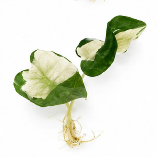 Alocasia Polly Lava Var – Tissue Culture