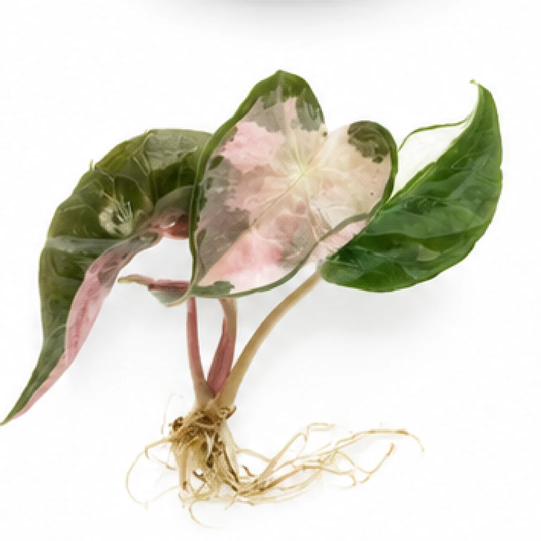 Alocasia Polly Lava Var – Tissue Culture