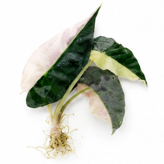 Alocasia Polly Half Pink Var – Tissue Culture