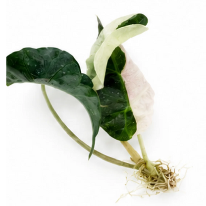 Alocasia Polly Half Pink Var – Tissue Culture