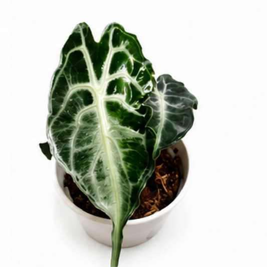 Alocasia Venom – Tissue Culture