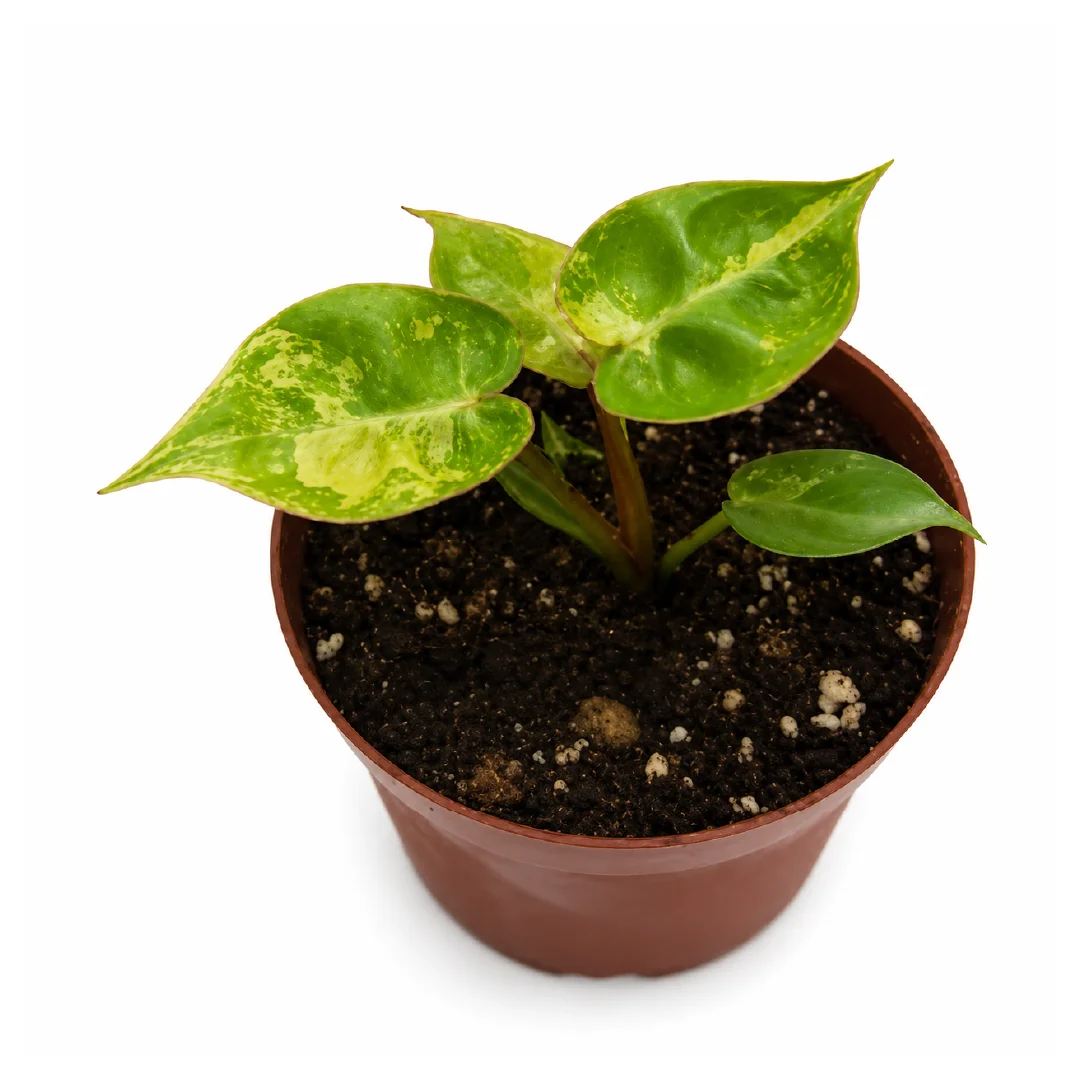 Philodendron Billietiae Variegata Tissue Culture