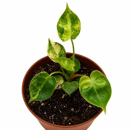 Philodendron Billietiae Variegata Tissue Culture