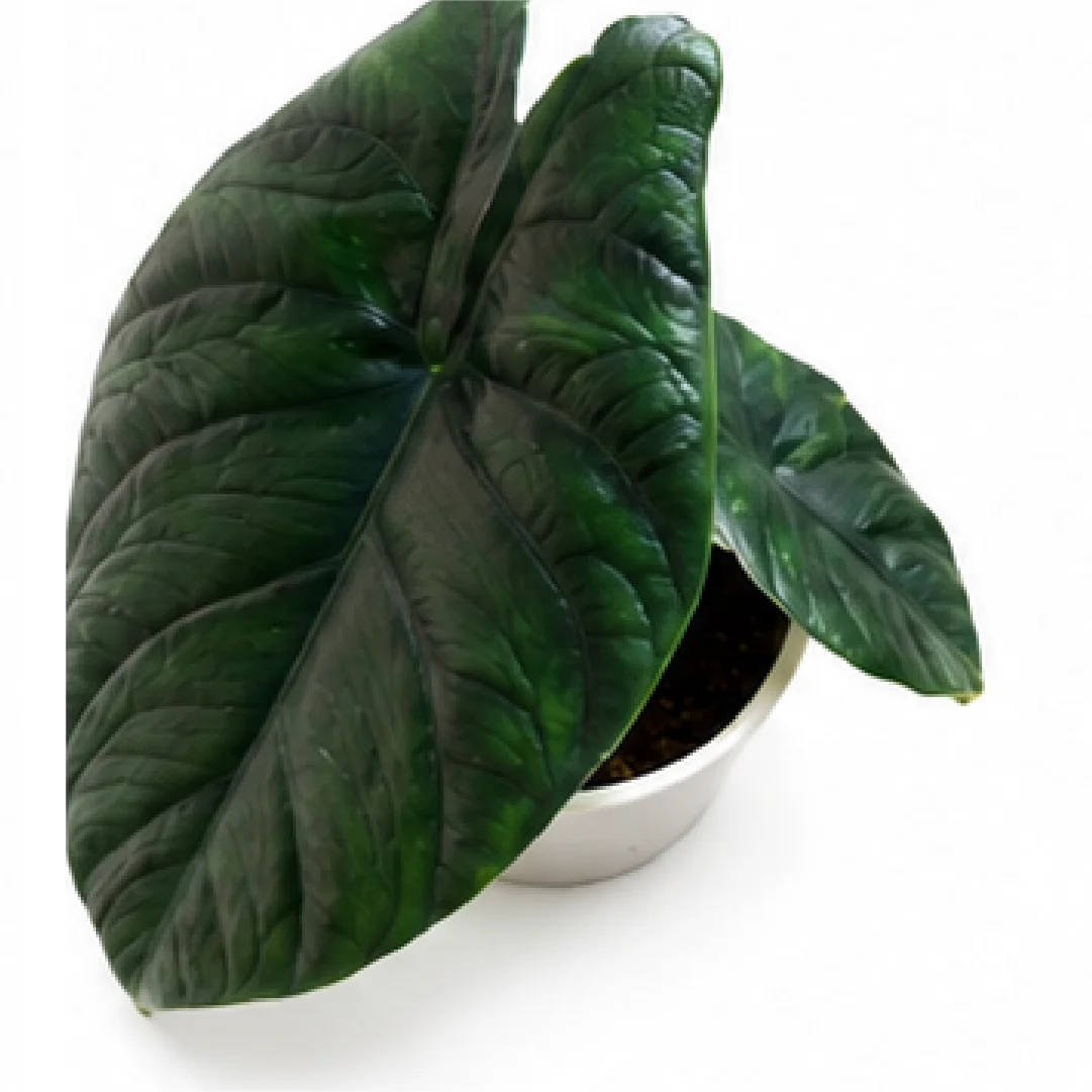 Alocasia Green Unicorn – Tissue Culture