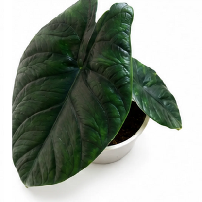 Alocasia Green Unicorn – Tissue Culture