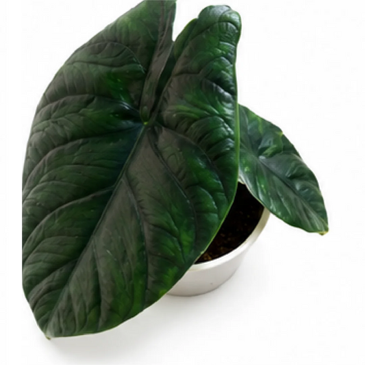 Alocasia Green Unicorn – Tissue Culture