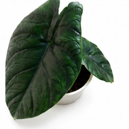 Alocasia Green Unicorn – Tissue Culture
