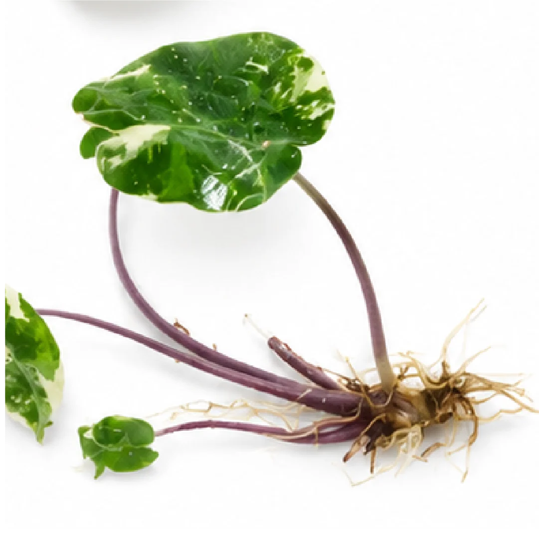 Alocasia Black Stem Albo Var – Tissue Culture
