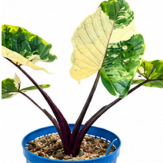Alocasia Black Stem Albo Var – Tissue Culture