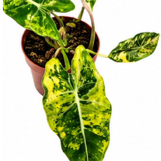 Alocasia Frydek Aurea Var – Tissue Culture
