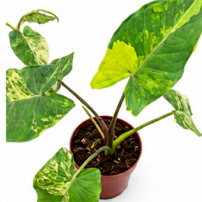 Xanthosoma Sagittifolium Frozen Planet Aurea Var – Tissue Culture