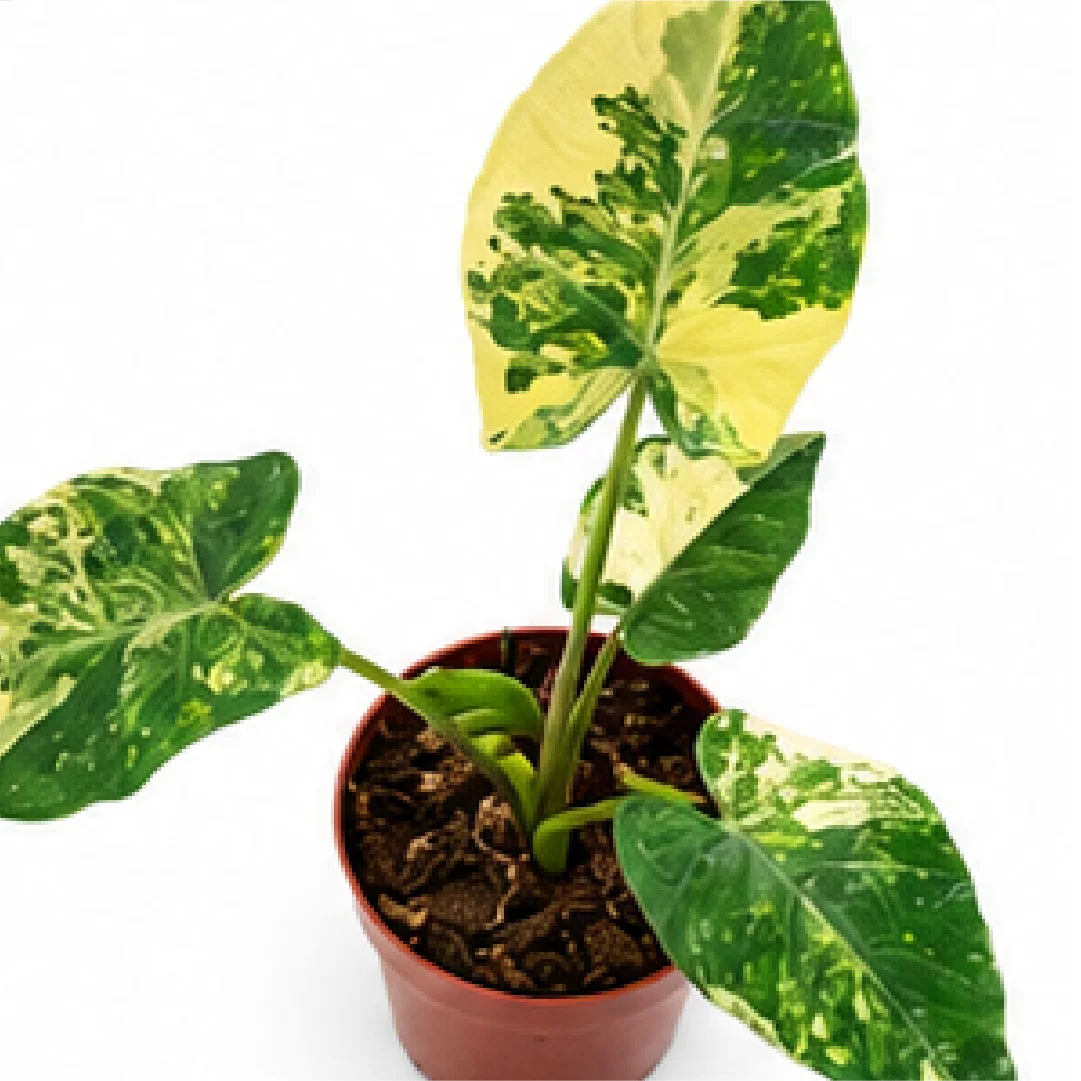 Xanthosoma Sagittifolium Frozen Planet Aurea Var – Tissue Culture