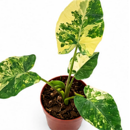 Xanthosoma Sagittifolium Frozen Planet Aurea Var – Tissue Culture