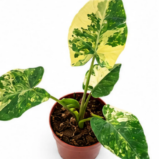 Xanthosoma Sagittifolium Frozen Planet Aurea Var – Tissue Culture