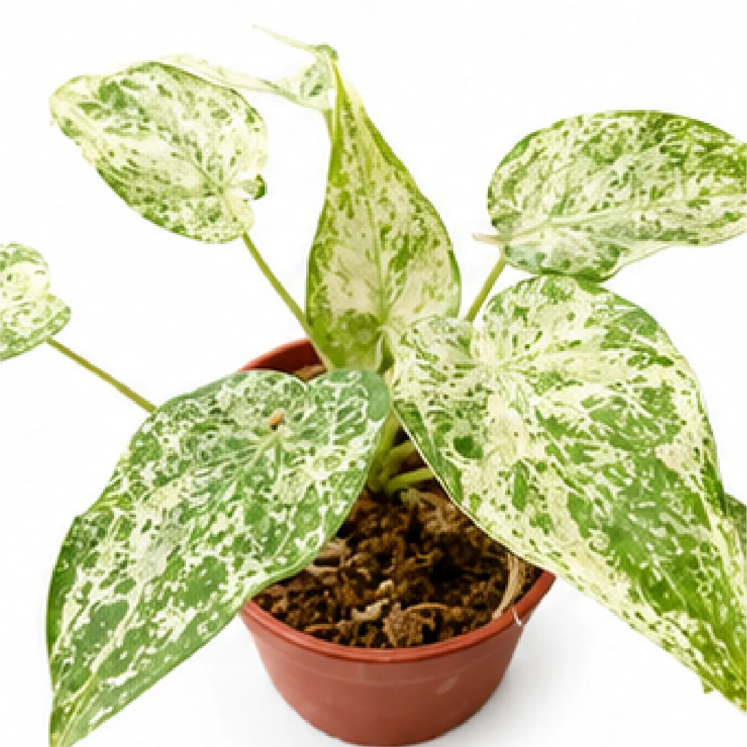 Alocasia Cucullata Mint Var – Tissue Culture