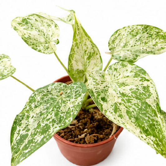 Alocasia Cucullata Mint Var – Tissue Culture