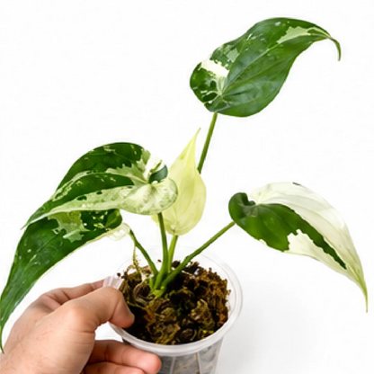 Alocasia Cucullata Albo Var – Tissue Culture