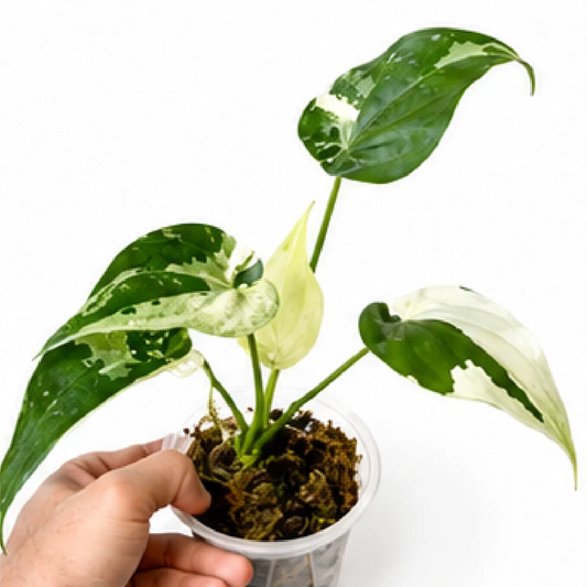 Alocasia Cucullata Albo Var – Tissue Culture