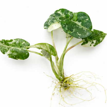 Alocasia Green Bambino Cucullata Albo/Aurea Var – Tissue Culture