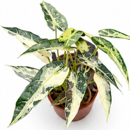 Alocasia Green Bambino Cucullata Albo/Aurea Var – Tissue Culture