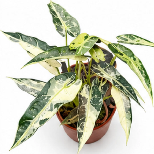 Alocasia Green Bambino Cucullata Albo/Aurea Var – Tissue Culture