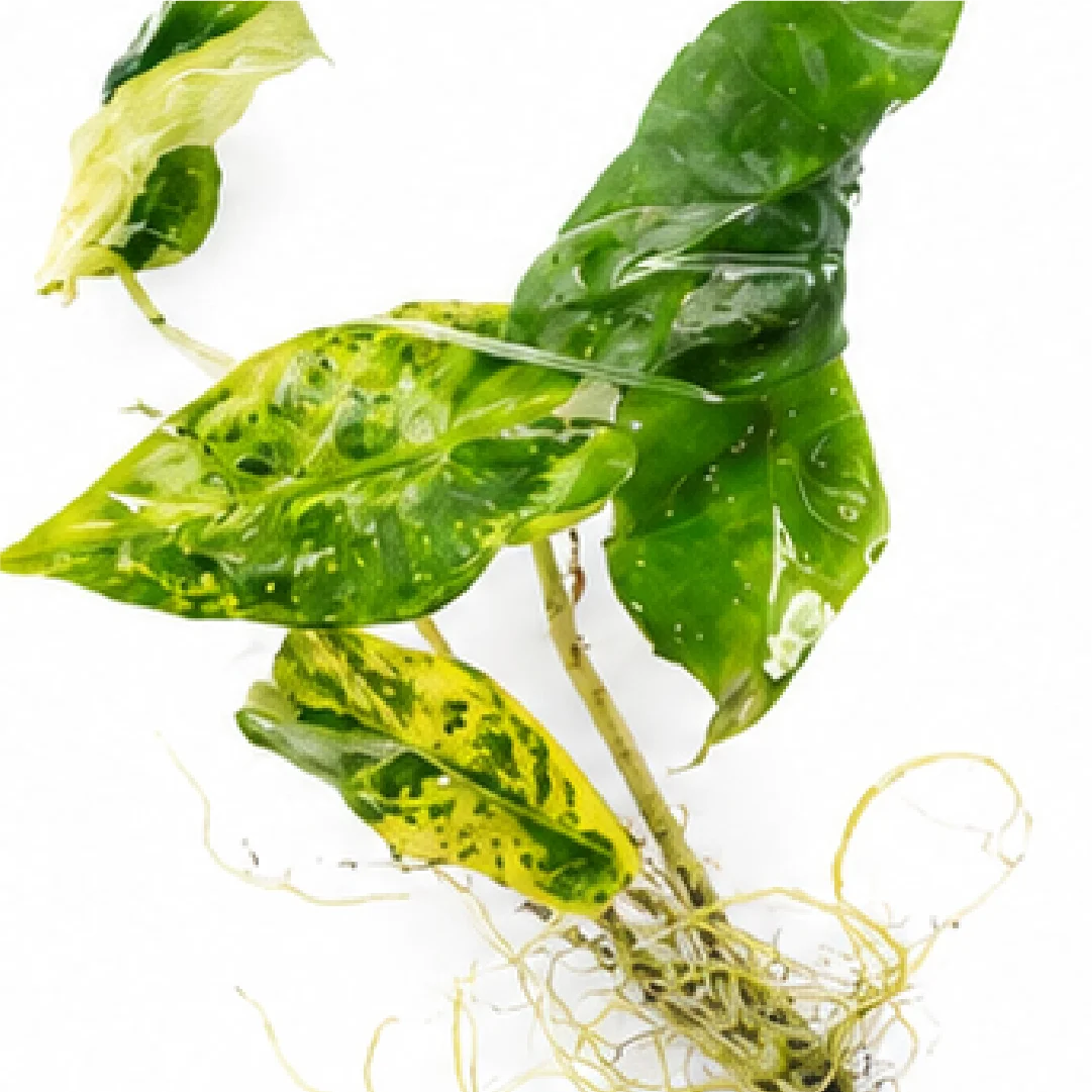 Alocasia Zebrina Aurea Var – Tissue Culture