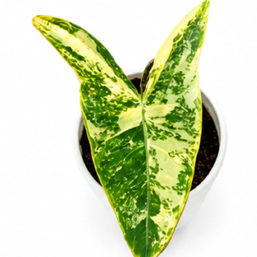 Alocasia Zebrina Aurea Var – Tissue Culture