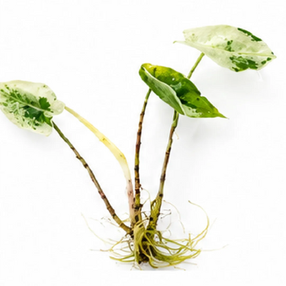 Alocasia Zebrina Mint Var – Tissue Culture