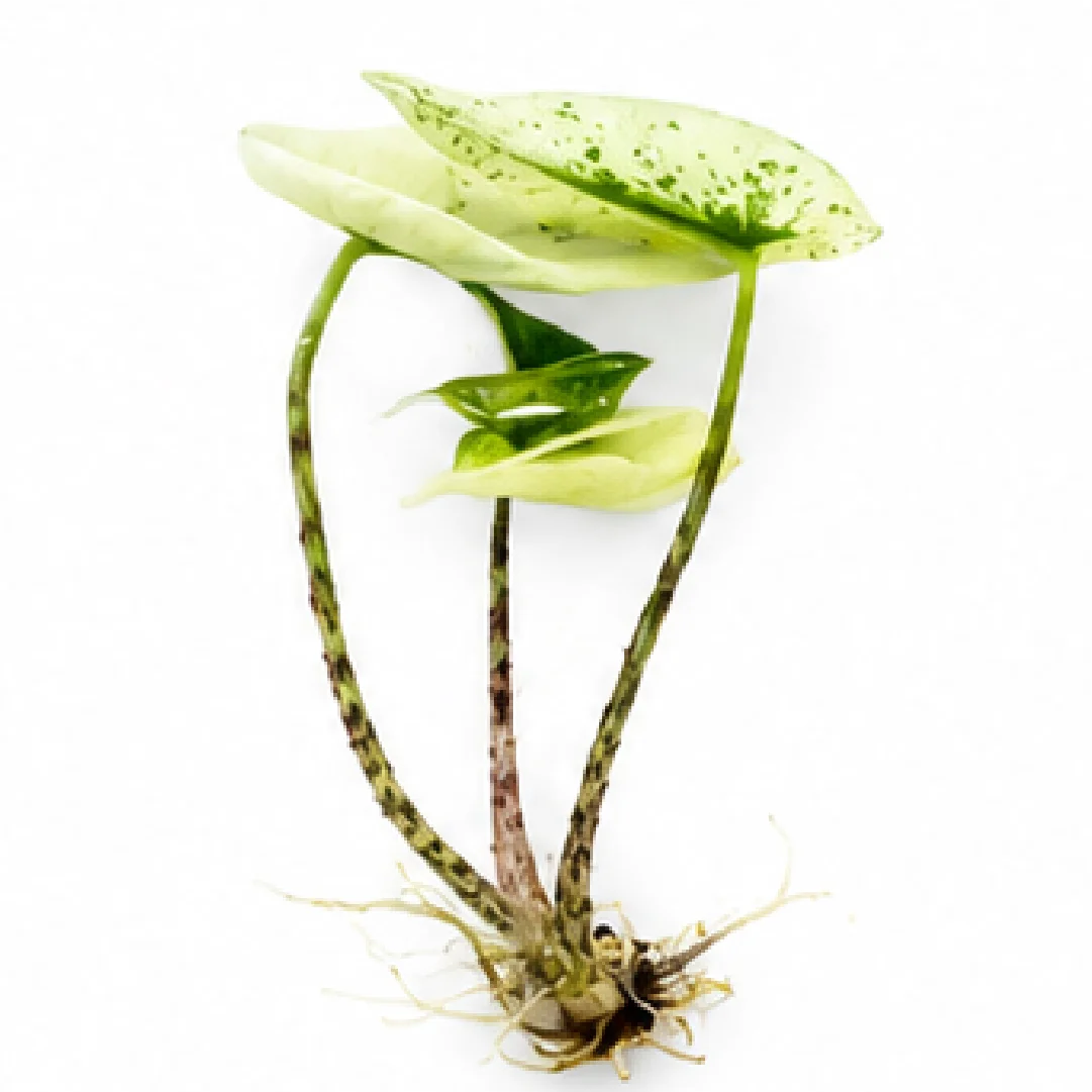 Alocasia Zebrina Mint Var – Tissue Culture