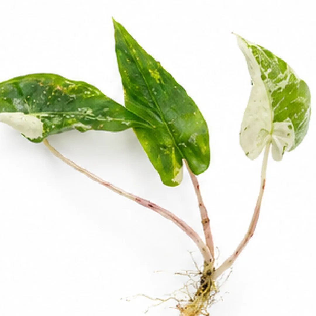 Alocasia Zebrina Albo Var – Tissue Culture