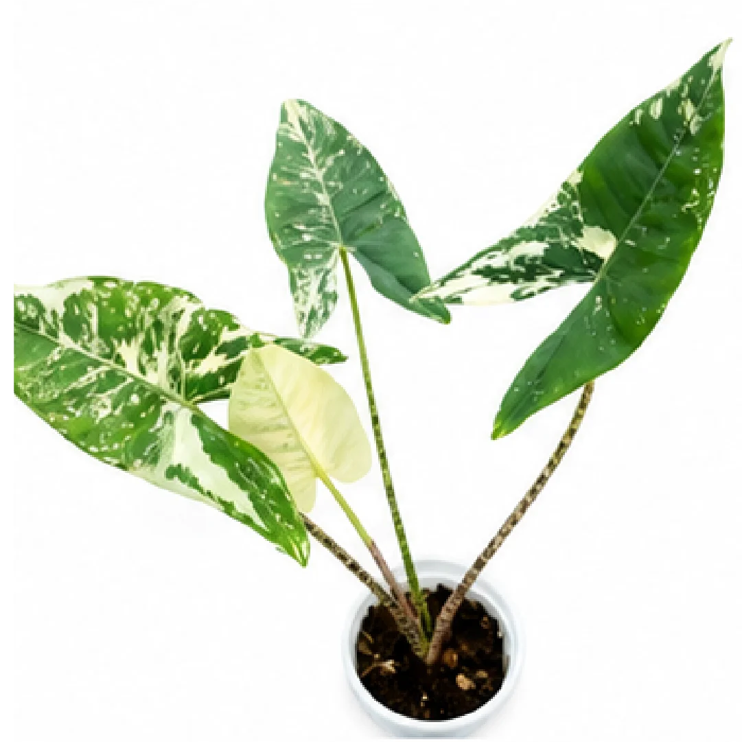 Alocasia Zebrina Albo Var – Tissue Culture