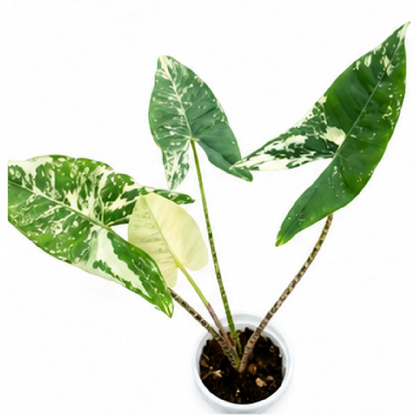 Alocasia Zebrina Albo Var – Tissue Culture