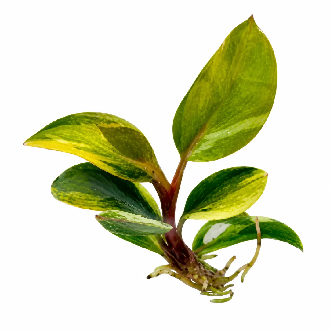 Philodendron Red Congo Var Tissue Culture
