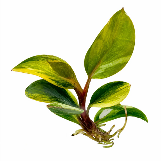Philodendron Red Congo Var Tissue Culture