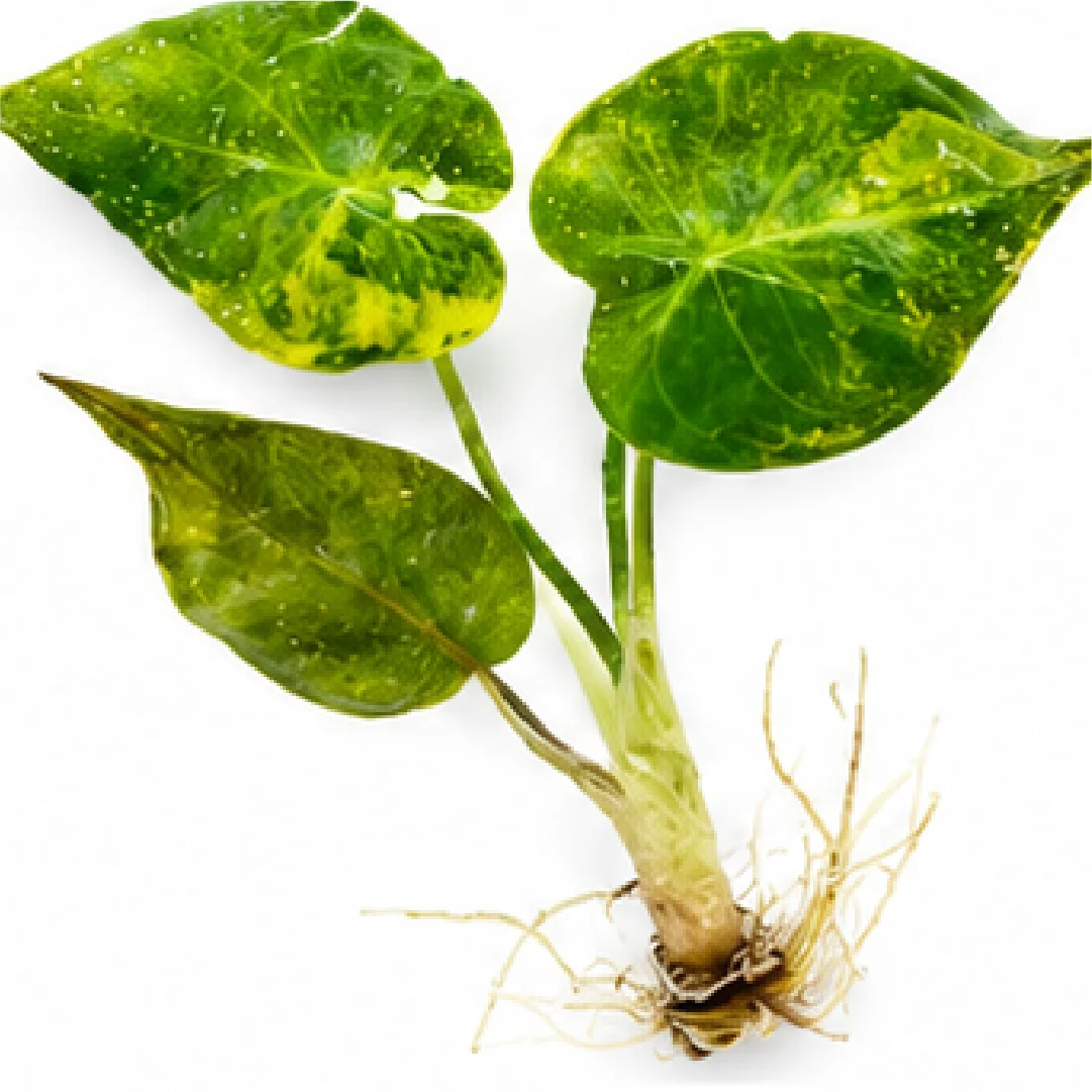 Alocasia Wentii Aurea Var / New Guinea Shield Var – Tissue Culture