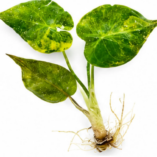 Alocasia Wentii Aurea Var / New Guinea Shield Var – Tissue Culture