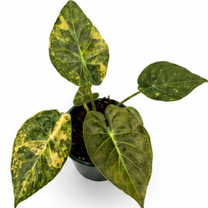 Alocasia Wentii Aurea Var / New Guinea Shield Var – Tissue Culture