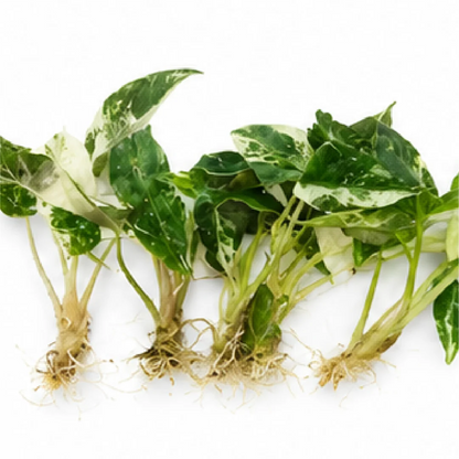 Alocasia Bambino Arrow Pink Var – Tissue Culture