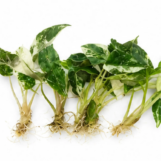 Alocasia Bambino Arrow Pink Var – Tissue Culture