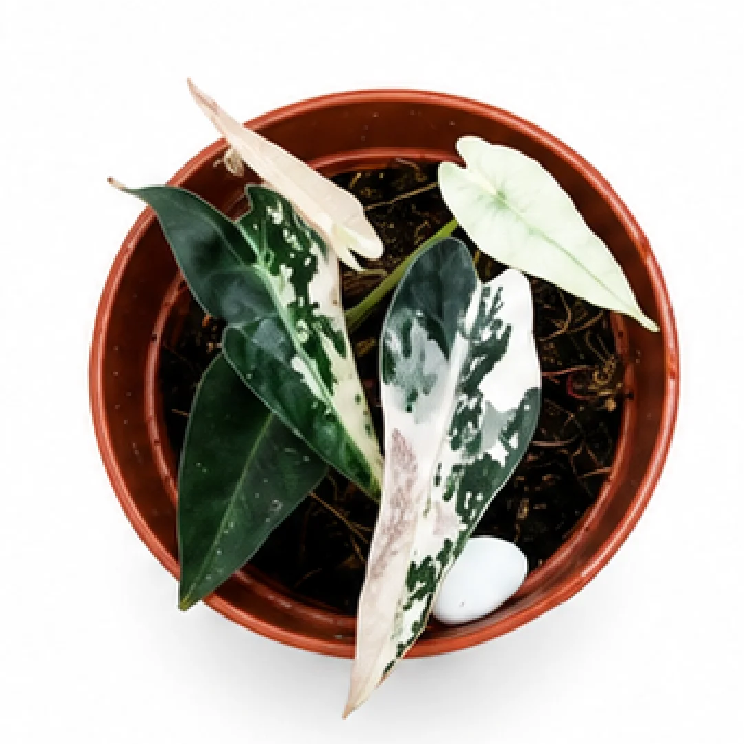 Alocasia Bambino Arrow Pink Var – Tissue Culture