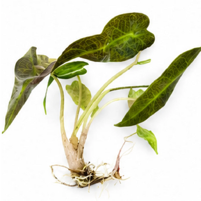 Alocasia Bambino Arrow Aurea Var – Tissue Culture