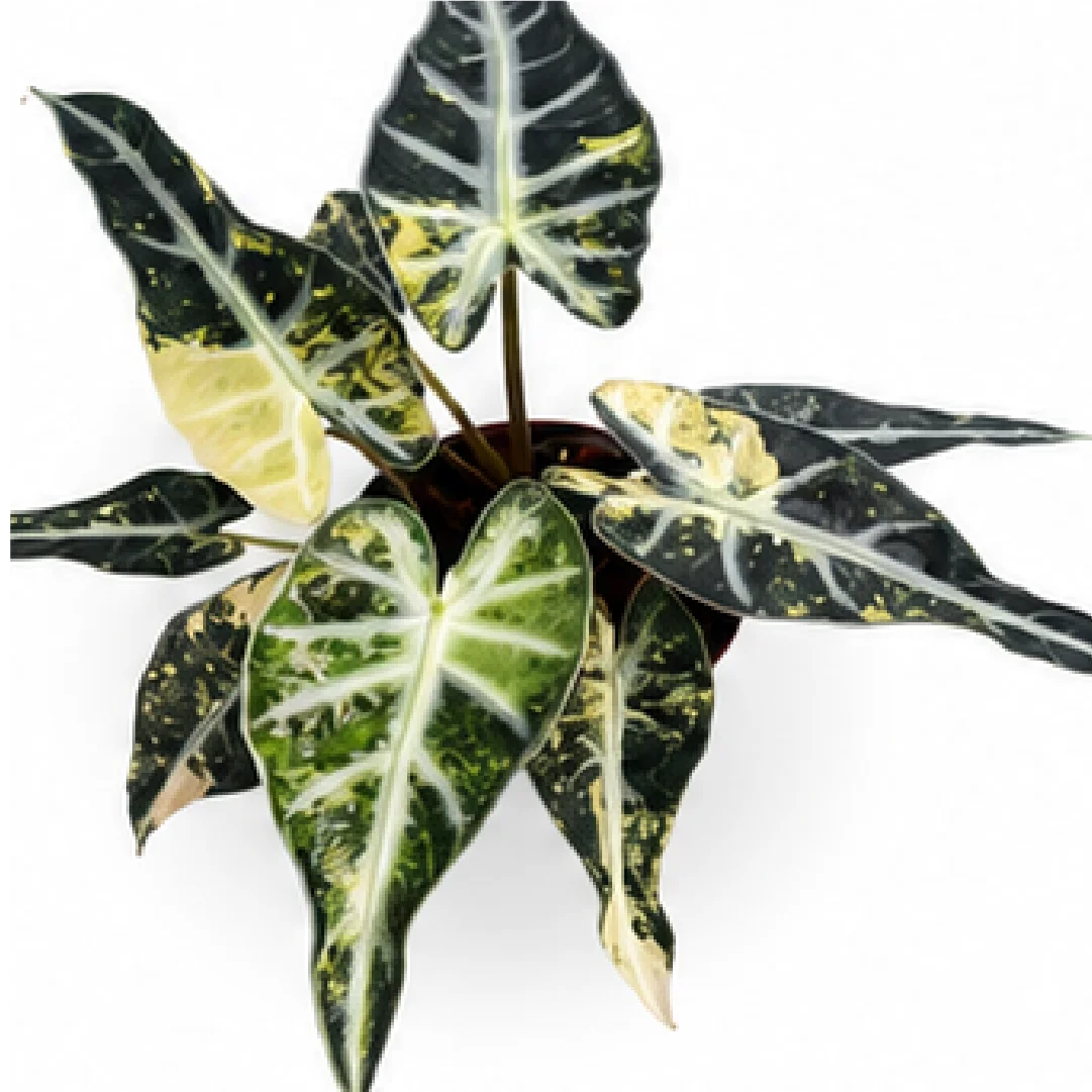 Alocasia Bambino Arrow Aurea Var – Tissue Culture
