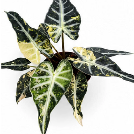 Alocasia Bambino Arrow Aurea Var – Tissue Culture