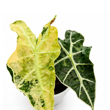 Alocasia Polly Aurea Var – Tissue Culture