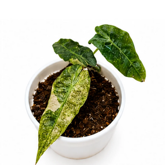 Alocasia Polly Aurea Var – Tissue Culture